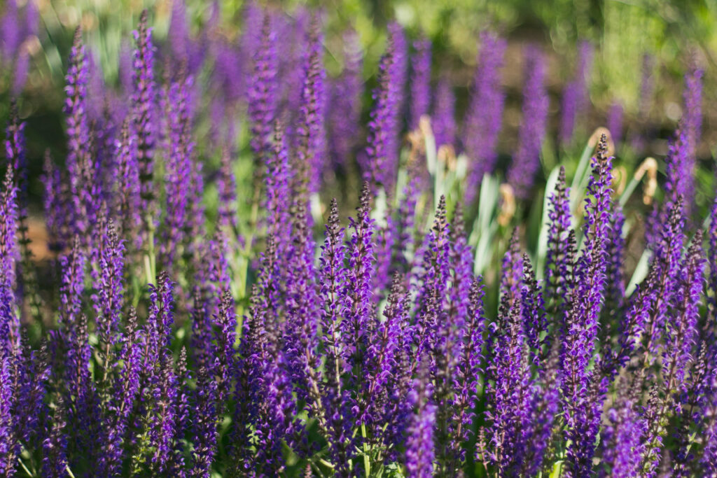 Purple flowers in community garden